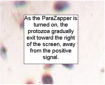 ParaZapper  ® killing parasites