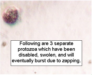 ParaZapper  ® killing parasites